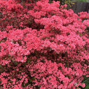 Meet your Posher, Gianna